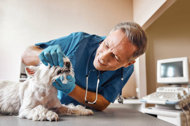 Best Emergency Dentist for Knocked-Out Tooth in Alamo, NV